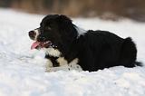 BORDER COLLIE 1168